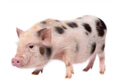 属猪的人2017年运程