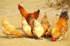 属鸡的人2015年运程