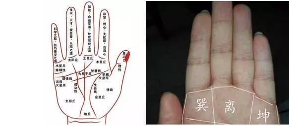 偏财运指的就是会有意想不到的钱财,人们通称为横财。很多人说手指比较灵活的人脑部都是比较灵活的,财运的好坏大多数也都和手相有关系,下面来详细解析手相看你财大或财小,和偏财运极旺的手相。 手上多条竖直的财运线 对于财运线而言,往往与个人的财运收获、运气、成功具有一定的关系,因此对于偏财运而言也要观察财运线的手纹状况。对于财运线的位置而言实在手掌无名指下方出现了竖向的手纹可以称之为财运线。因此如果大家发现在自己的手掌上,出现了多条竖直的财运线,则往往象征一个人的财富收获不仅依靠正财,同时也依靠偏财。 一夜暴富,这些人偏财运极旺,有意外之财!你知道是哪些人吗? 手掌三丘饱胀 所谓“手掌三丘”是指在手掌的靠近手指的位置,往往有三个像小山丘一样的鼓包。它们从中国掌相学中分别被称为“离丘”、“巽丘”和“坤丘”,因此如果一个人的这三个掌丘皆饱满并带有微红色,则象征此人的财运状况比较理想。不但容易因为正财运而财运上升,同时偏财运也是稳中有升的状态,遇到的机会和好运气均强于他人。 一夜暴富,这些人偏财运极旺,有意外之财!你知道是哪些人吗? 1旺运型 食指和中指之间有隙缝的人,虽然本身不喜欢受到他人的束缚,但因思考细微、慎密、做事勤劳、努力,所以将来必能出人头地。而有所成就,当然财富也会旺。 一夜暴富,这些人偏财运极旺,有意外之财!你知道是哪些人吗? 2勤俭型 在大拇指的第二关节,无论是横纹还是直纹,纹路越多表示积攒的财富越多。这种人多靠勤俭致富。 3异缘型 一般人在食指上面有一条横纹叫做指节纹,如果有三条指节纹的话叫做三约纹。这种人一生中不缺钱,往往都是由桃花来的,例如男人可能娶到很有钱的老婆,或者女孩子会拿钱给他,女性会找到有钱的男人。 一夜暴富,这些人偏财运极旺,有意外之财!你知道是哪些人吗? 4理财型 在手掌感情线上方有一条平行的纹叫做理财纹。有这种理财纹的人通常是替老板、上司理财,或者是大公司里面的会计或者出纳,通常帮人人家理财,当然自己也会投次理财,因此不会缺钱用。 一夜暴富,这些人偏财运极旺,有意外之财!你知道是哪些人吗? 5商业型 食指根部木星丘发达,气色血色良好,财运必佳。木星丘饱满的人,财运必然旺盛,这种人大多是商业发家。 一夜暴富,这些人偏财运极旺,有意外之财!你知道是哪些人吗? 6暴发型 生命线与智慧线起点,有上升线的人,将会发财。或者是事业线出现支线上伸到水星丘,将能发大财。这种人多半是出现各利机遇而突然发财。 一夜暴富,这些人偏财运极旺,有意外之财!你知道是哪些人吗? 7偏财型 小指根部水星丘与无名指根部太阳丘之间的部位如有出现十字纹,又称灵感线或神秘十字纹,有这条线的人,第六感发达,具有预测功能,喜欢研究玄秘深奥事物,有才志,有见解,偏财运也极好。 一夜暴富,这些人偏财运极旺,有意外之财!你知道是哪些人吗? 大拇指 拥有厚实拇指的人,用钱的观念十分实在,不会将钱花在过份强调感官享受的事情上。如华丽的衣服和美食,在这种人的眼中,是极为不实际的。这样的人,对生活的要求很简单,为人也相当务实,说一是一,不会有太多的心机。平而薄的拇指,与厚实的拇指正好具有相反的性格。这样的人不喜欢一板一眼的日子,性格具有神经质的特性。如果拇指又平又短,对于理财则会有过于谨慎保守而变得优柔寡断的情形出现。 一夜暴富,这些人偏财运极旺,有意外之财!你知道是哪些人吗? 食指 食指在手相学中,通常意味着支配欲、权力欲与一个人的进取心,所以食指较长的人,性格也比较顽强,相当具有企图心。食指过长,性格偏强硬、爱出锋头。财大气粗的性格,往往很难存得住钱。这种类型的人,就算钱赚得多,花得也多,所以节制挥霍的欲望和消费习惯,是根本之道。 一夜暴富,这些人偏财运极旺,有意外之财!你知道是哪些人吗? 中指 中指是四根手指中最长的,而且位于五根手指头的中心,象征一个人的命运。中指如果生得过短,则是缺乏耐性和冲动的表示。这种人必须好好约束和规范自己的情感,不然很容易做出会令自己后悔莫及的事。在金钱的投资打理态度也是倾向于盲从跟进的态度。如果能获利纯属幸运,要是全盘皆输,将会从此一蹶不振。 一夜暴富,这些人偏财运极旺,有意外之财!你知道是哪些人吗? 无名指 无名指象征着一个人的艺术才华、人缘和财富。在四根手指当中,无名指的长度仅次于中指,一看到无名指,往往会令人想到和创作天份相关的事物,所以认定它主掌一个人的才华、人缘和财富,是手相学家一致同意的。无名指长的人好赌,也是件令人头疼的事。这样的人,将钱视为身外之物,他之所以赌钱,不是因为贪财,而是喜欢追求刺激,加上个性不服输所致。 一夜暴富,这些人偏财运极旺,有意外之财!你知道是哪些人吗? 小拇指 小指长的人,具有雄辩之才,语文的表达能力极佳,而且喜欢言谈,个性上很强势。不过缺点在于言多必失,而且容易因言语得罪人,所以结怨招惹他人的可能性也大。另外也要小心使用权谋、工于心计,所以虽然能拥有事业和财富,但人缘却不见得好。