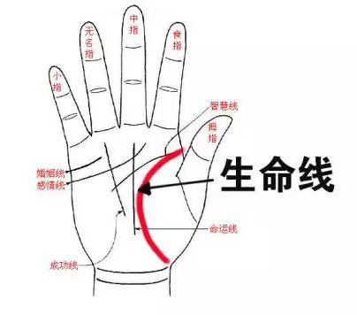 手相生命线分叉详解 手相生命线分叉详解