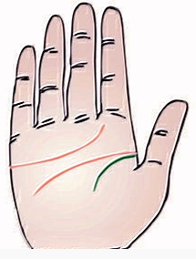 生命线短寿命就短吗? 生命线短寿命就短吗?