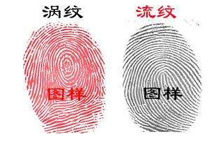 指纹算命十二:斗、簸箕、斗、簸箕、簸箕 指纹算命十二:斗、簸箕、斗、簸箕、簸箕