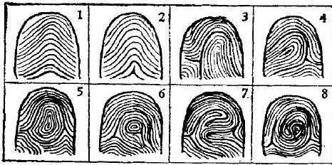 指纹算命六:斗、斗、簸箕、斗、簸箕 指纹算命六:斗、斗、簸箕、斗、簸箕