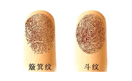 指纹算命五:斗、斗、簸箕、斗、斗 指纹算命五:斗、斗、簸箕、斗、斗