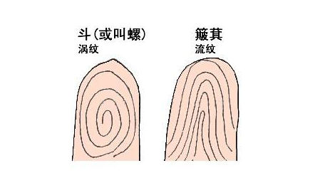 指纹算命二:斗、斗、斗、斗、簸箕 指纹算命二:斗、斗、斗、斗、簸箕