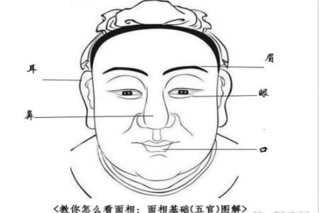 五官面相,面相选择职业,面相算命图解