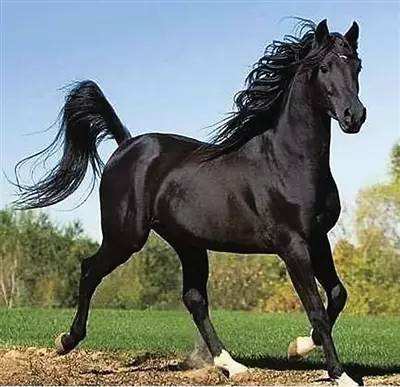 1978年五行属什么? 1978年五行属什么?