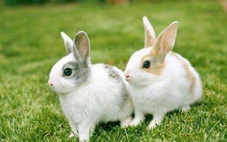 2011年五行属什么? 2011年五行属什么?