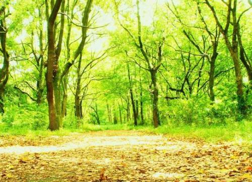 平地木命是什么意思,平地木命详解! 平地木命是什么意思,平地木命详解!