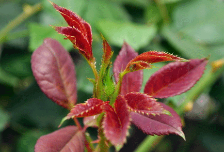 己巳年是哪一年,己巳年是什么命? 己巳年是哪一年,己巳年是什么命?