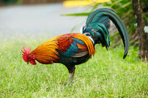 丁酉年是哪一年,丁酉年是什么命? 丁酉年是哪一年,丁酉年是什么命?