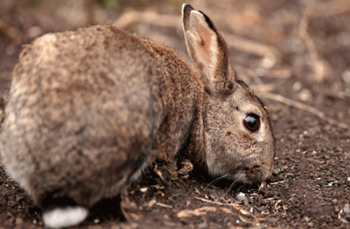 己卯年是哪一年,己卯年是什么命? 己卯年是哪一年,己卯年是什么命?