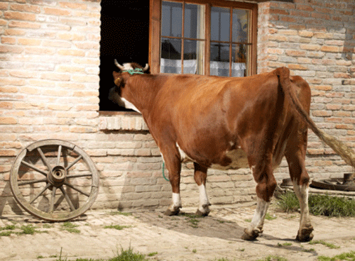 乙丑年是哪一年,乙丑年是什么命? 乙丑年是哪一年,乙丑年是什么命?