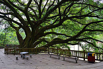甲木日主生于寅月如何取用神? 甲木日主生于寅月如何取用神?