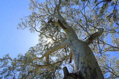 甲木日主生于戌月如何取用神? 甲木日主生于戌月如何取用神?