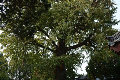 甲木日主生于酉月如何取用神? 甲木日主生于酉月如何取用神?