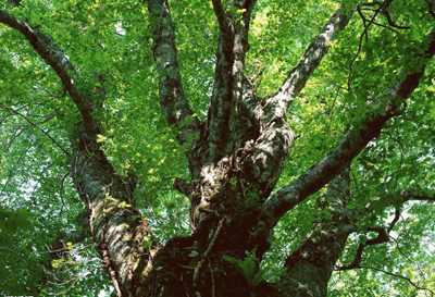 甲木日主生于辰月如何取用神? 甲木日主生于辰月如何取用神?