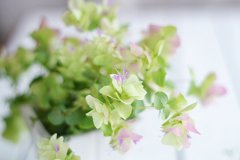 办公室植物风水讲究