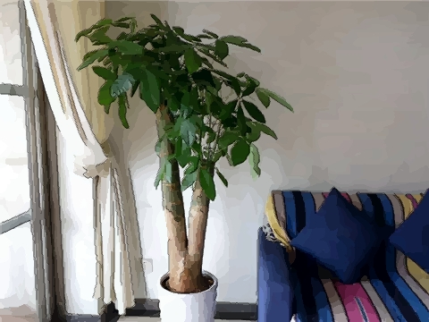 家居旺财风水32局:32种家居旺财风水植物哪些好用?