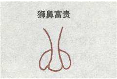 狮鼻、狮头鼻、狮子鼻 狮鼻、狮头鼻、狮子鼻