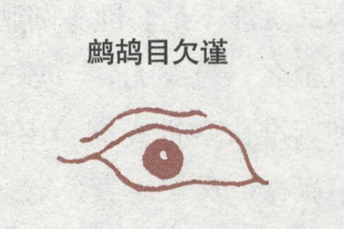 鹧鸪眼 鹧鸪眼