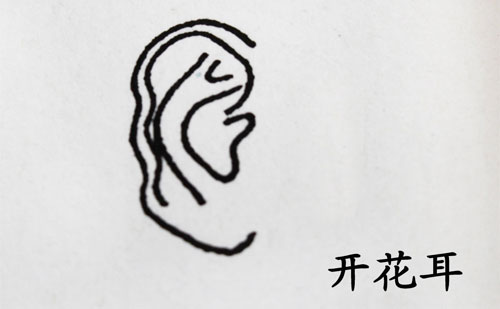 开花耳 开花耳