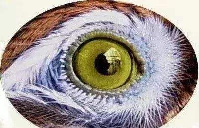 面相:鸟眼者,生性敏感无气度 面相:鸟眼者,生性敏感无气度