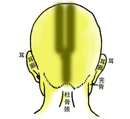 双龙金锁骨 双龙金锁骨