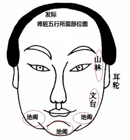 面相看五脏五行所属部位图解